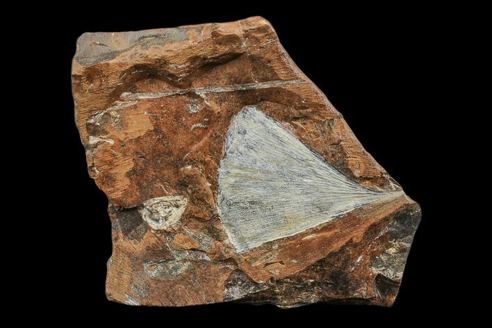 Fossil Ginkgo Leaf From North Dakota - Paleocene #174196